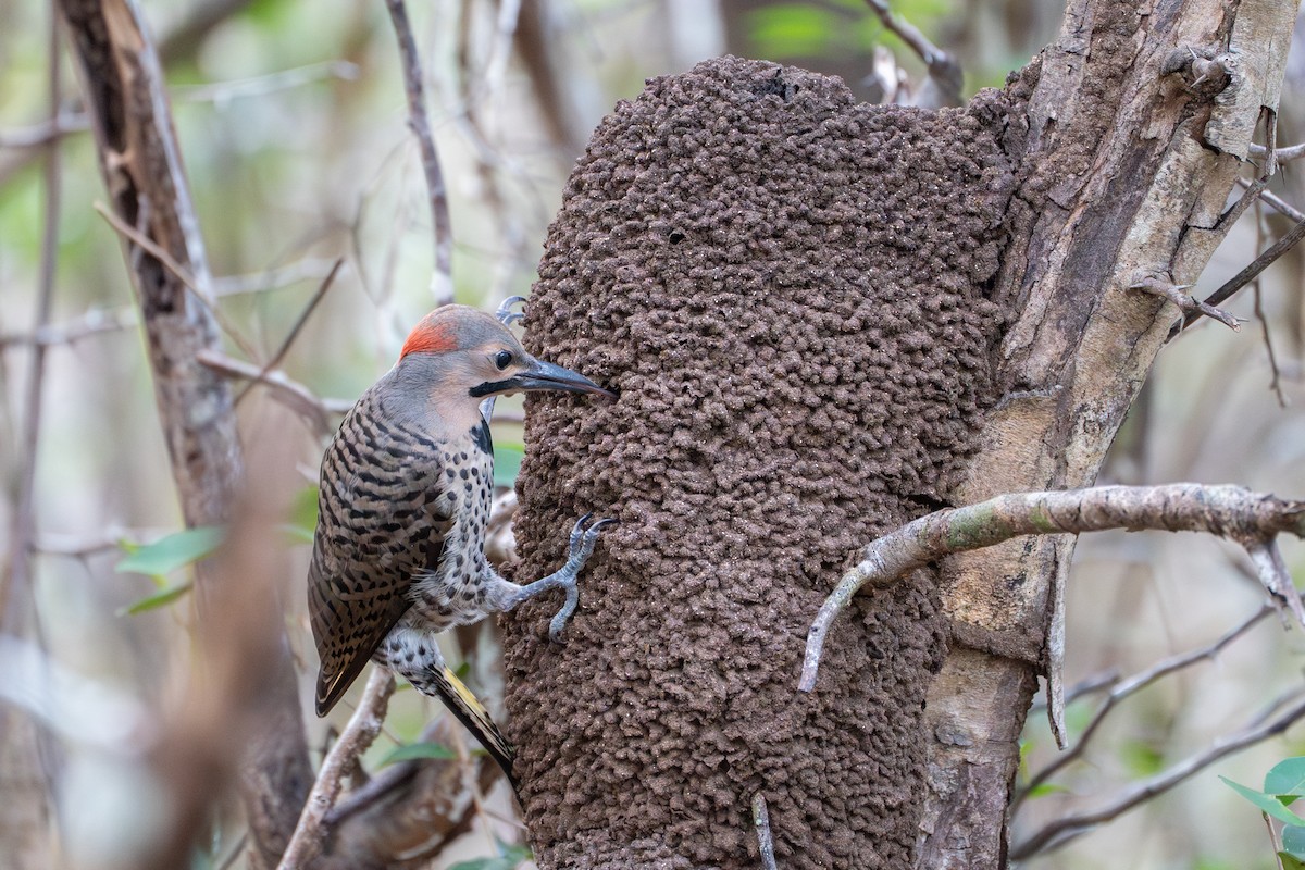 Northern Flicker (Grand Cayman I.) - ML633831742