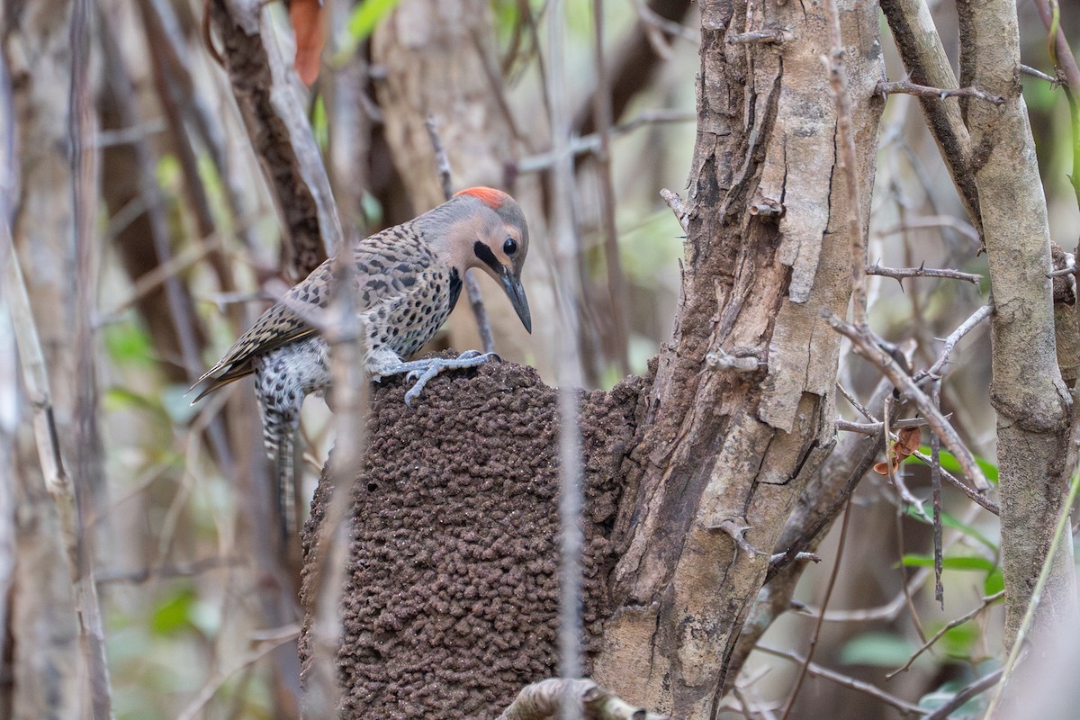 Northern Flicker (Grand Cayman I.) - ML633831753