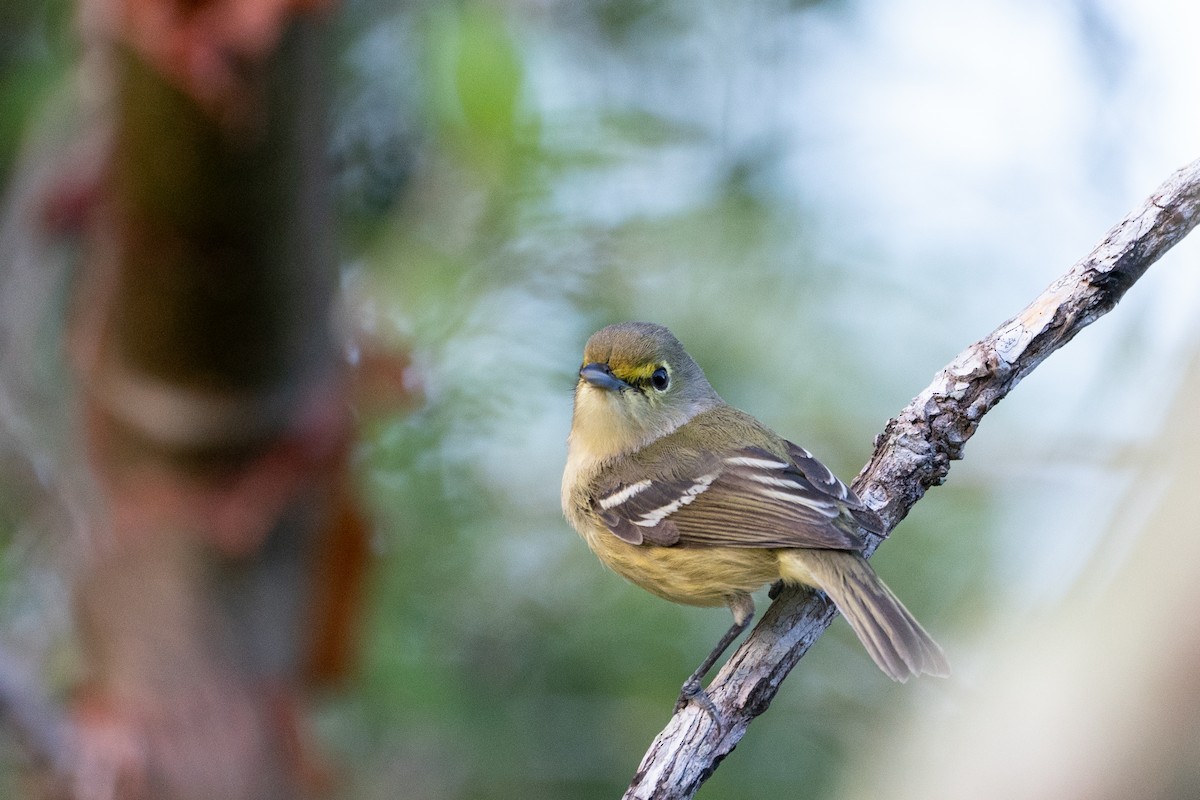 Thick-billed Vireo - ML633831759