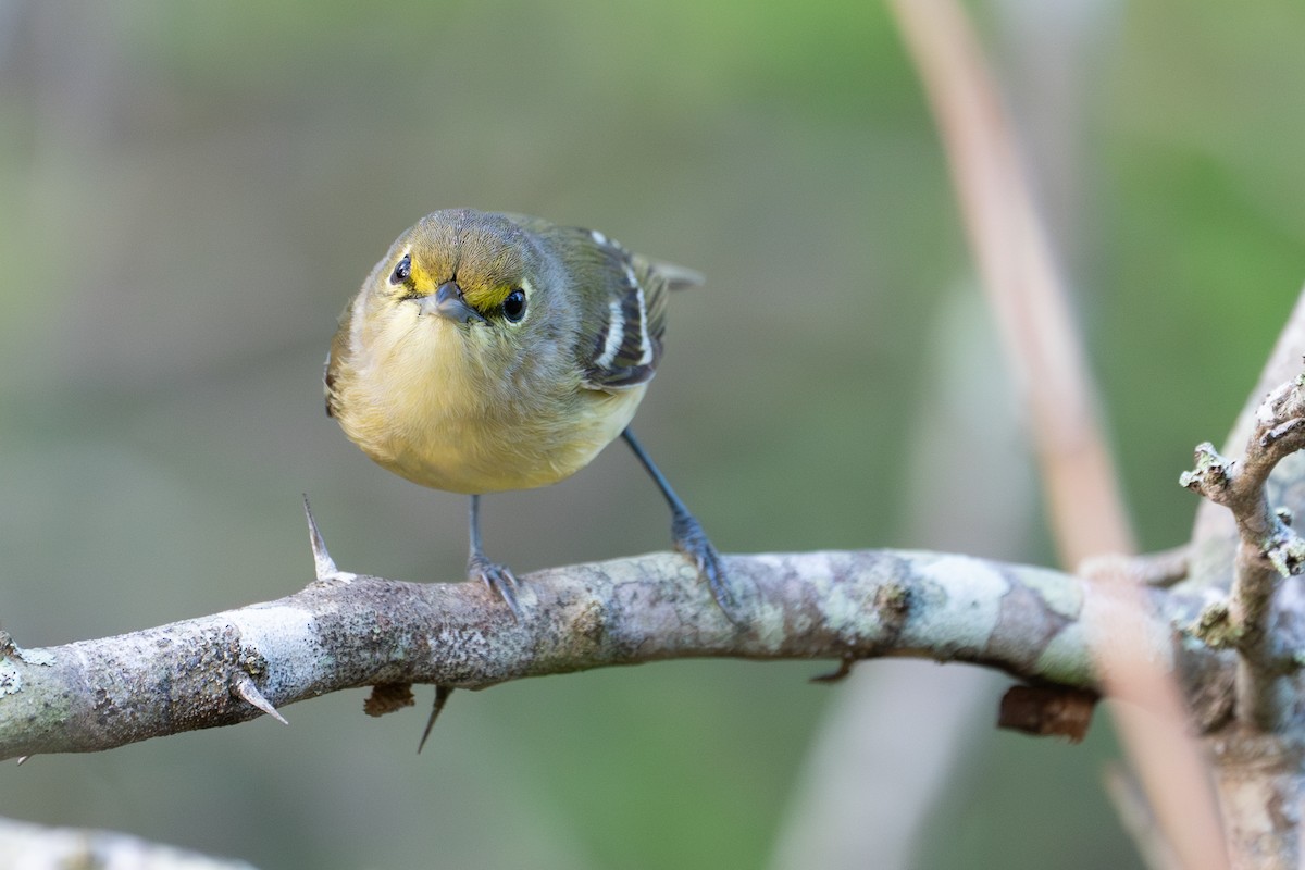 Thick-billed Vireo - ML633831767