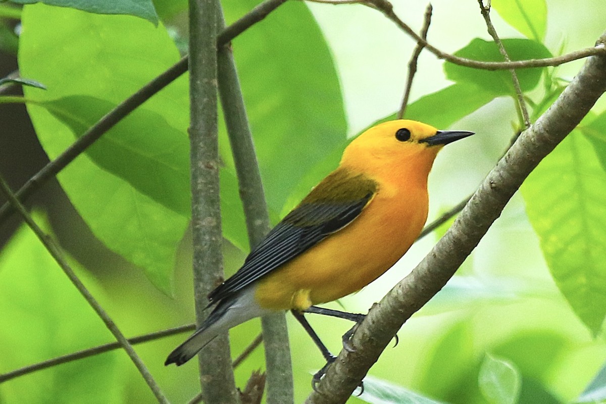 plommeparula - ML633831768