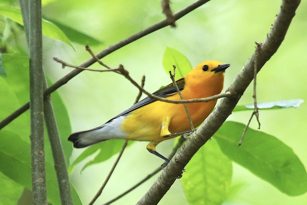 Prothonotary Warbler - ML633831769