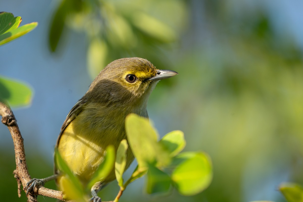 Thick-billed Vireo - ML633831773