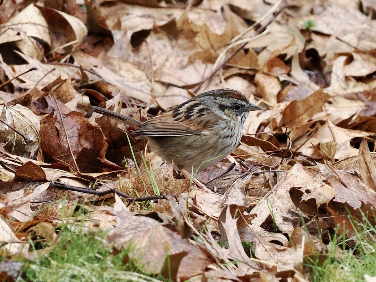 Swamp Sparrow - ML633831870
