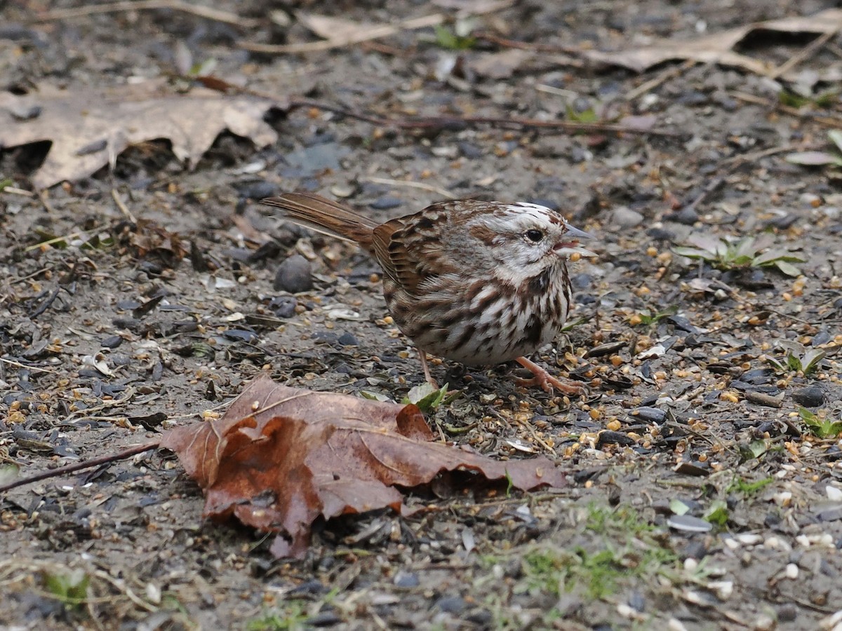 Song Sparrow - ML633831894