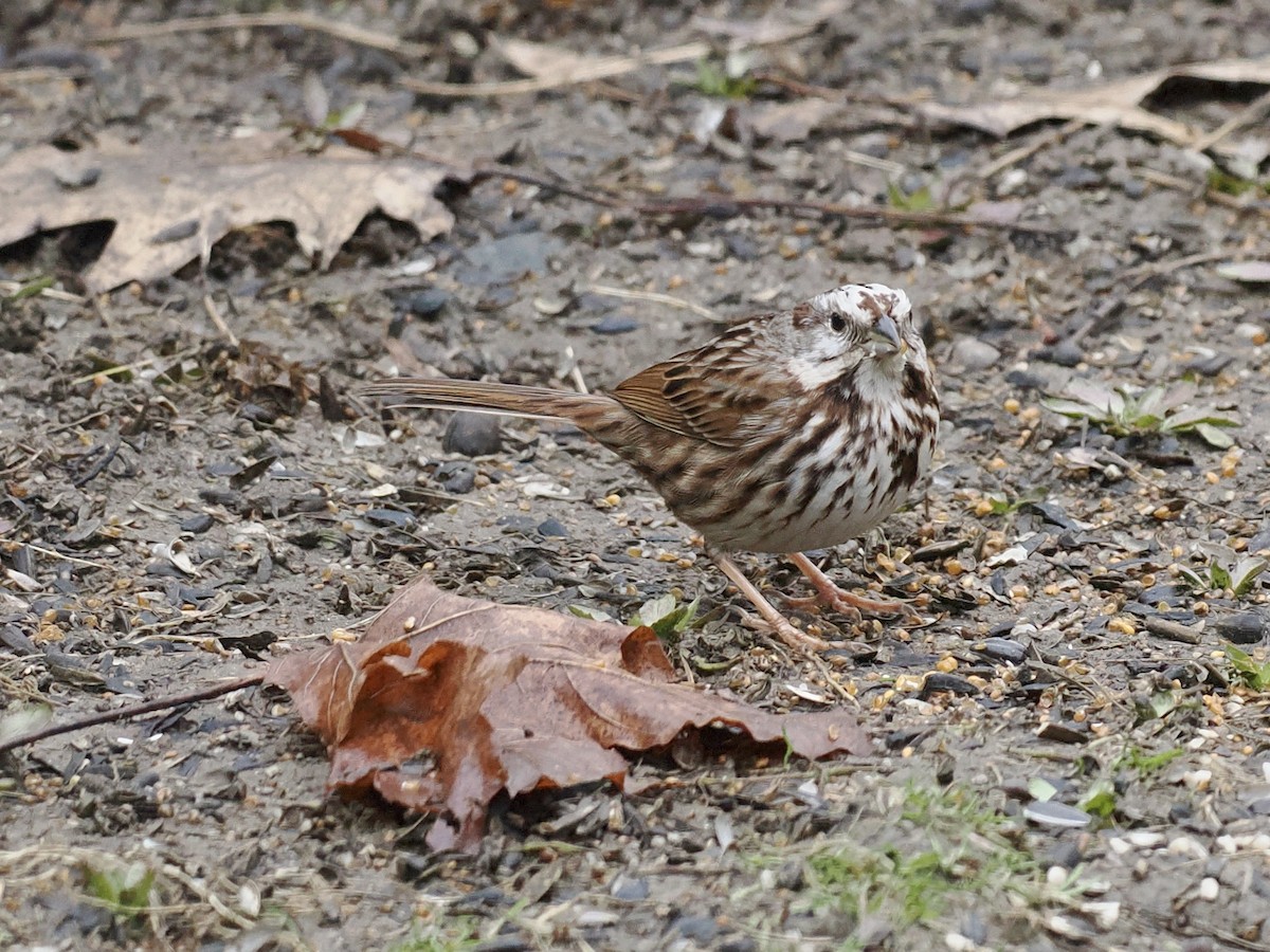 Song Sparrow - ML633831898