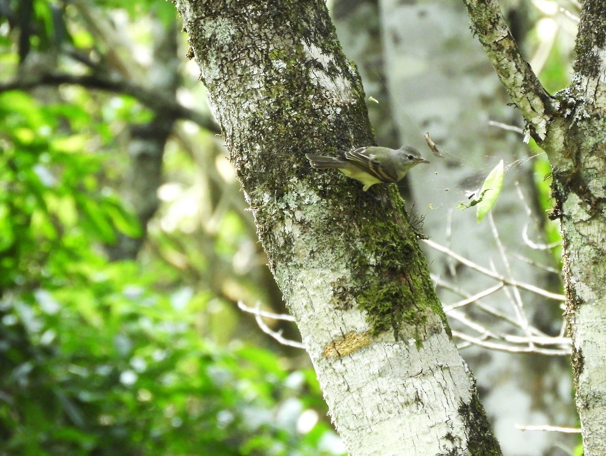 Southern Beardless-Tyrannulet - ML633831913