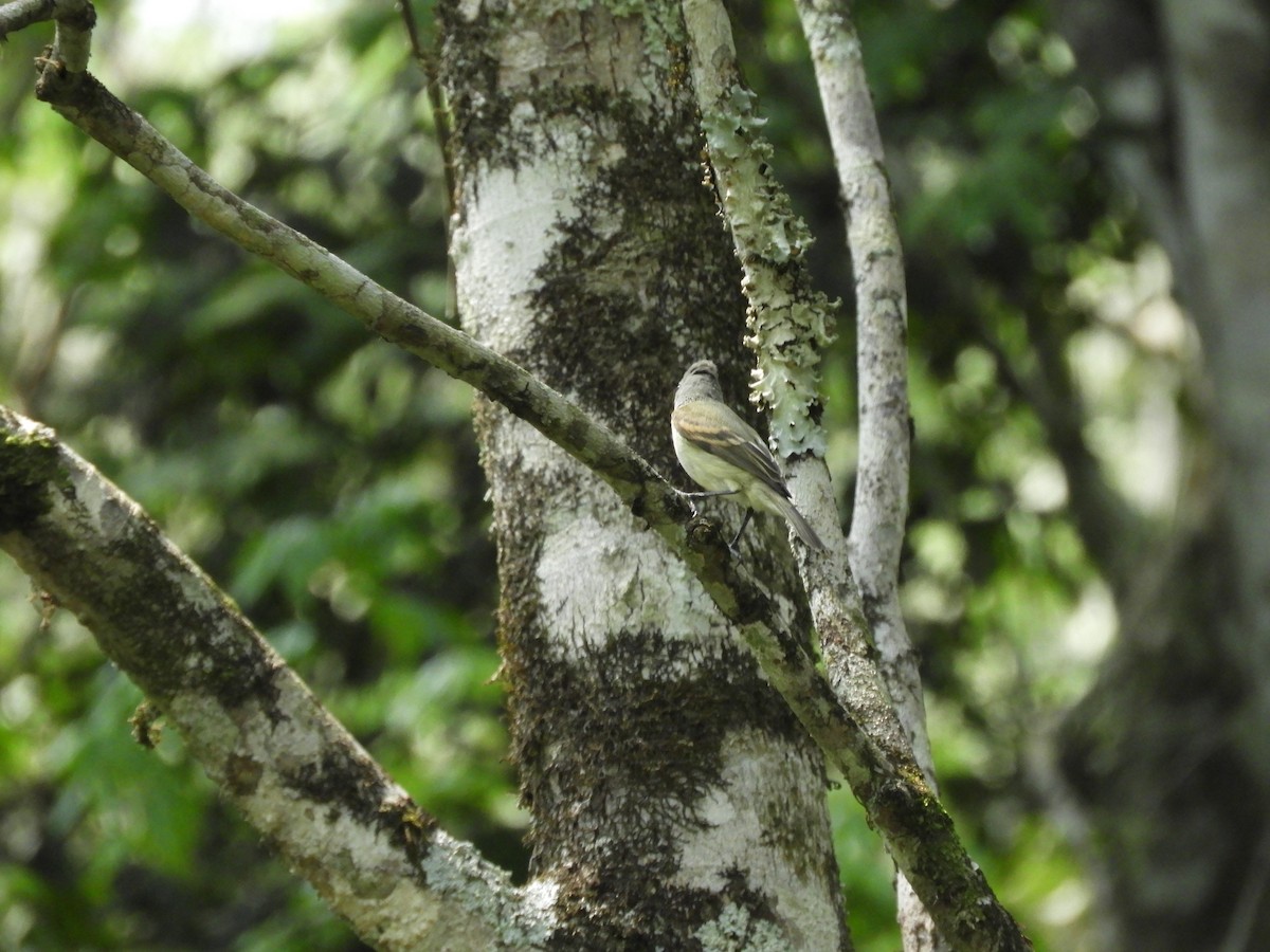 Southern Beardless-Tyrannulet - ML633831916