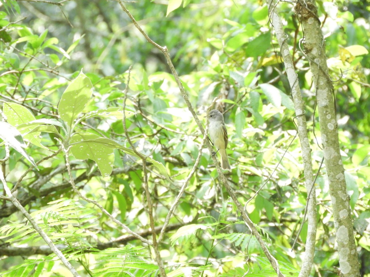 Southern Beardless-Tyrannulet - ML633831917