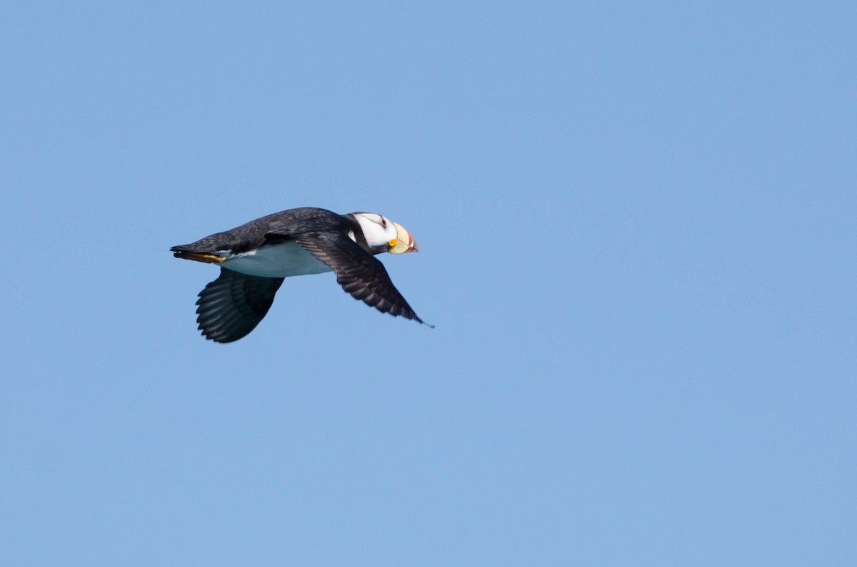 Horned Puffin - ML633832043