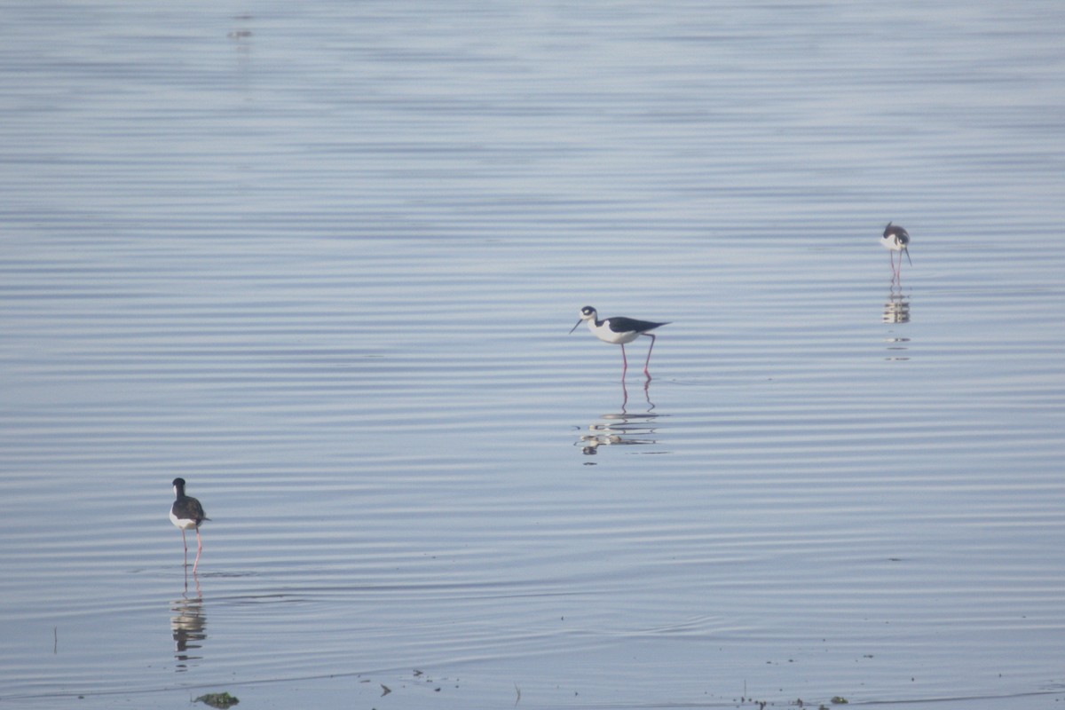 Black-necked Stilt - ML633832127