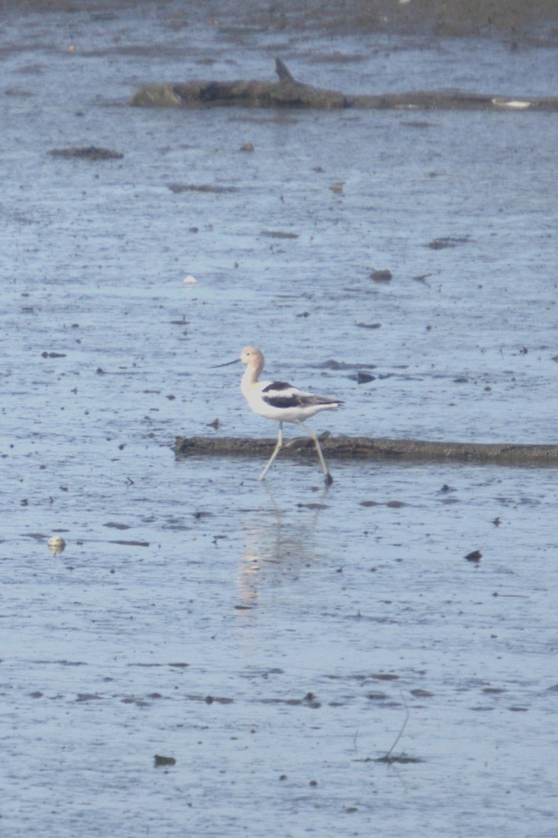American Avocet - ML633832129