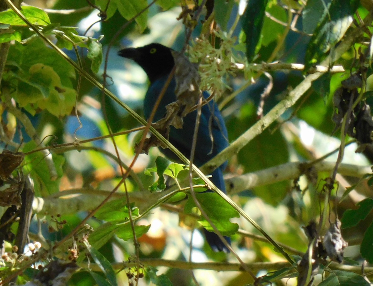 Bushy-crested Jay - ML633832143