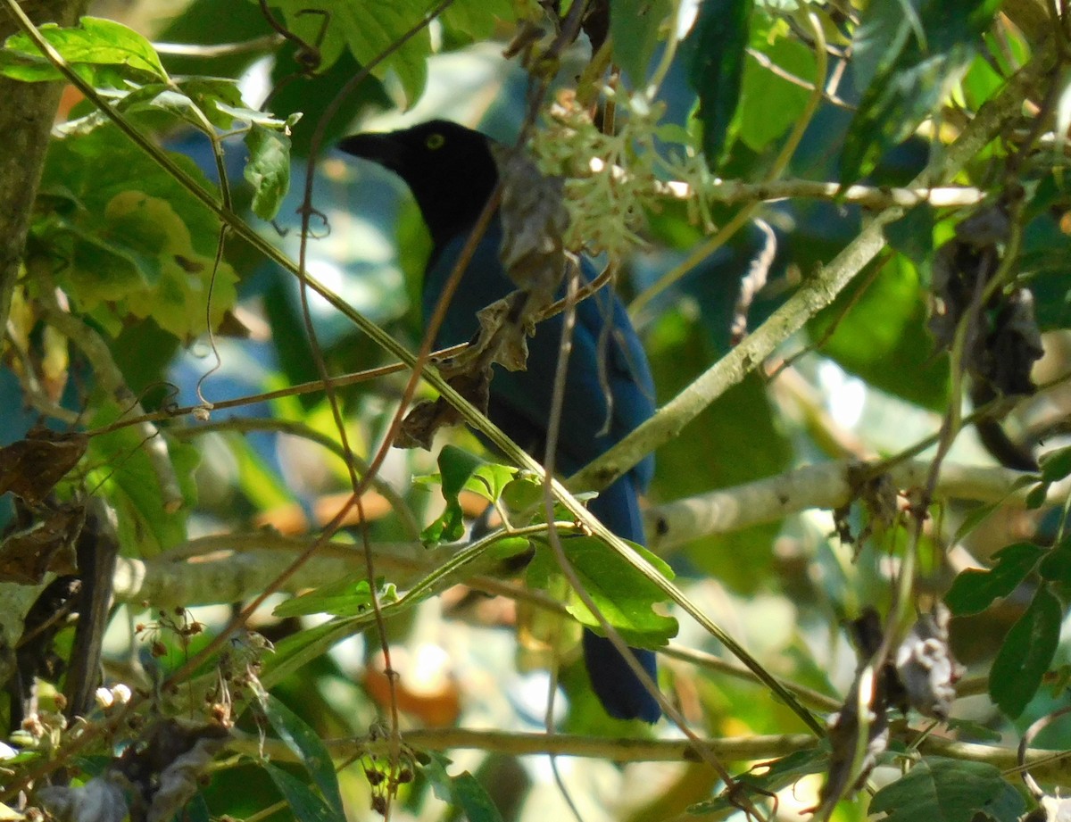Bushy-crested Jay - ML633832147