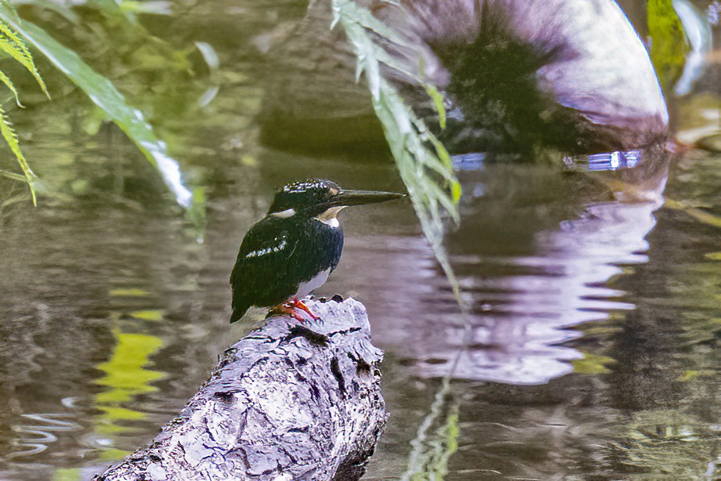 Northern Silvery-Kingfisher - ML633832340