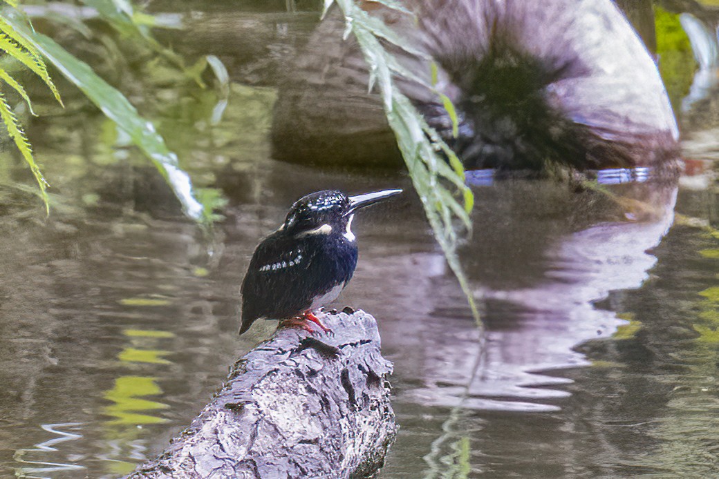 Northern Silvery-Kingfisher - ML633832343
