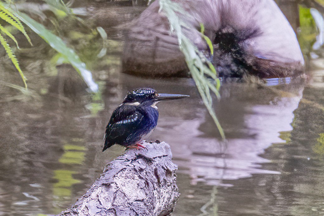 Northern Silvery-Kingfisher - ML633832354