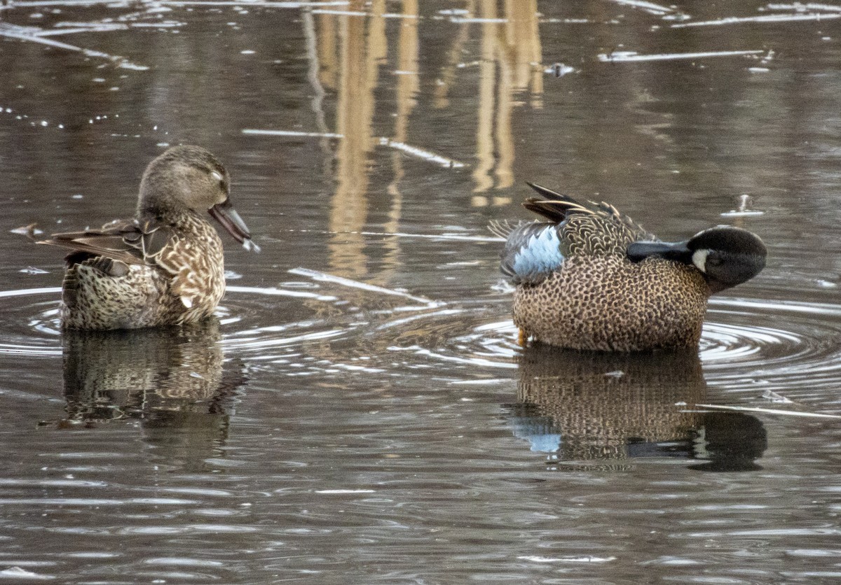 Blue-winged Teal - ML633832573