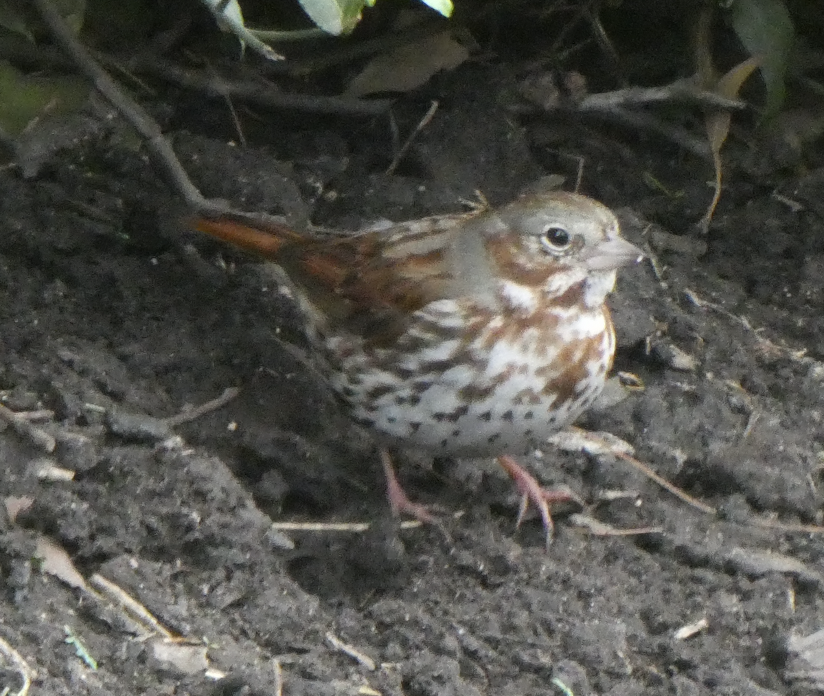 Fox Sparrow - ML633832575