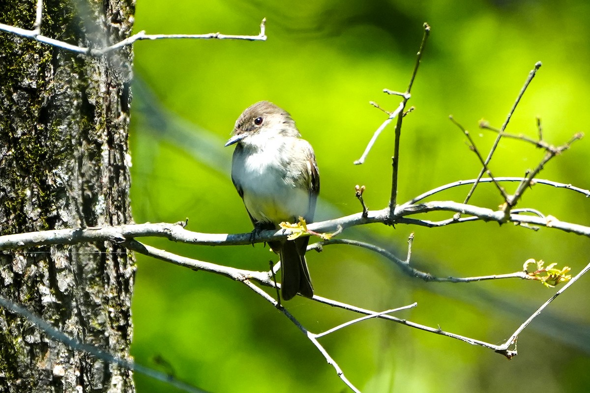 Eastern Phoebe - ML633832638