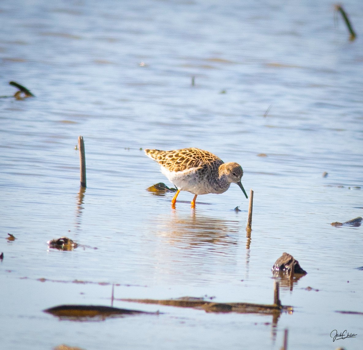 Ruff - ML633832699