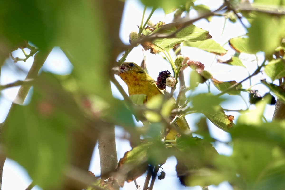Flame-colored Tanager - ML633832923