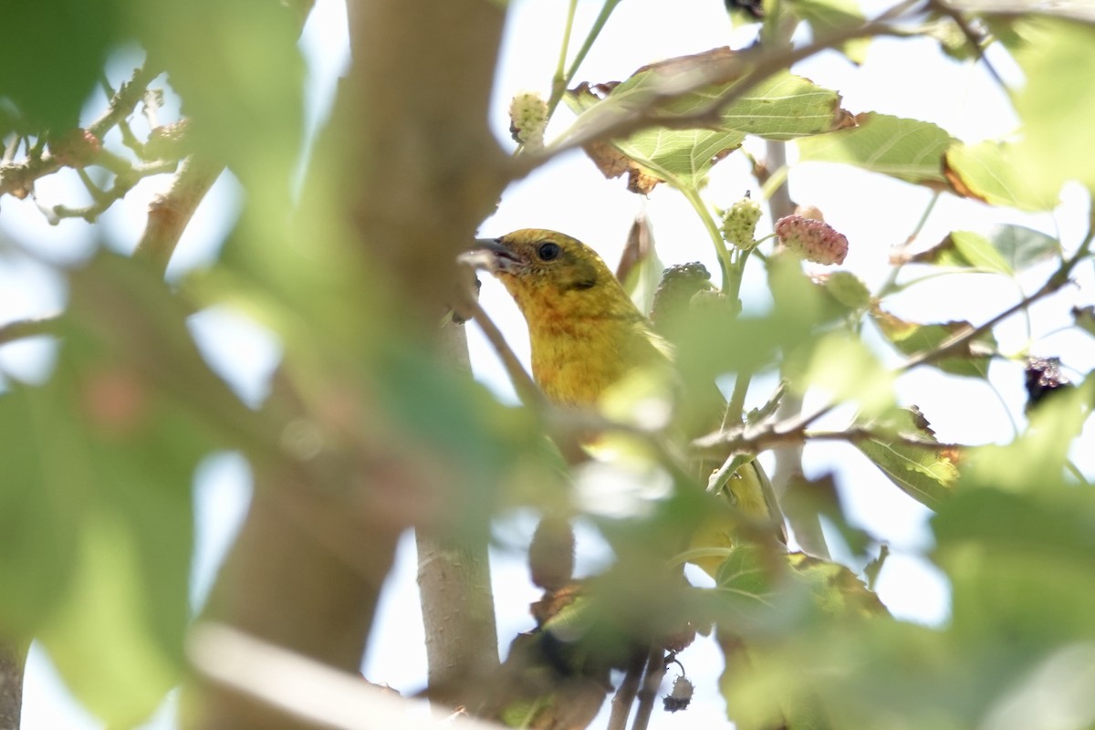 Flame-colored Tanager - ML633832924