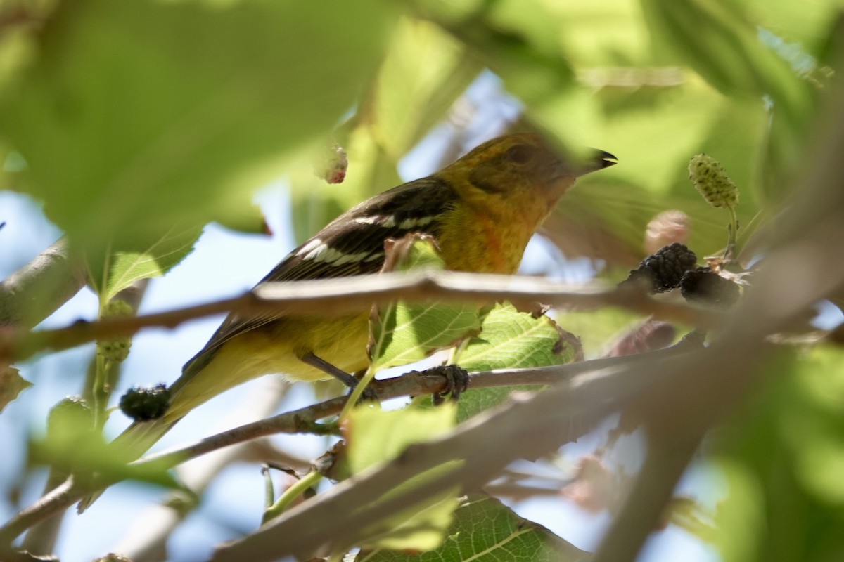 Flame-colored Tanager - ML633832925