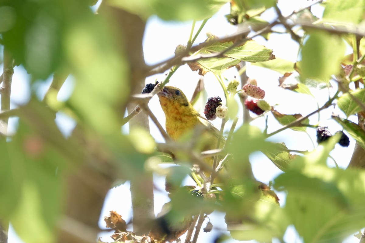 Flame-colored Tanager - ML633832926