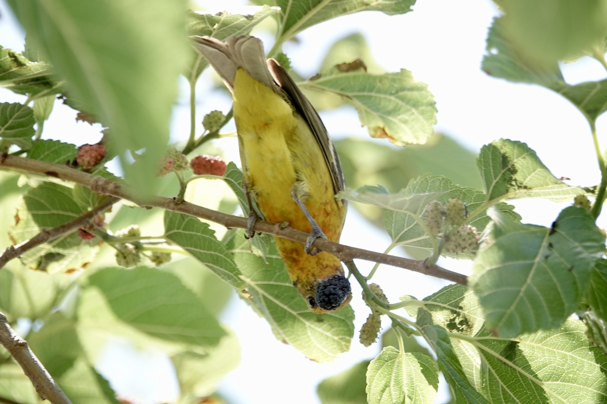 Flame-colored Tanager - ML633832927