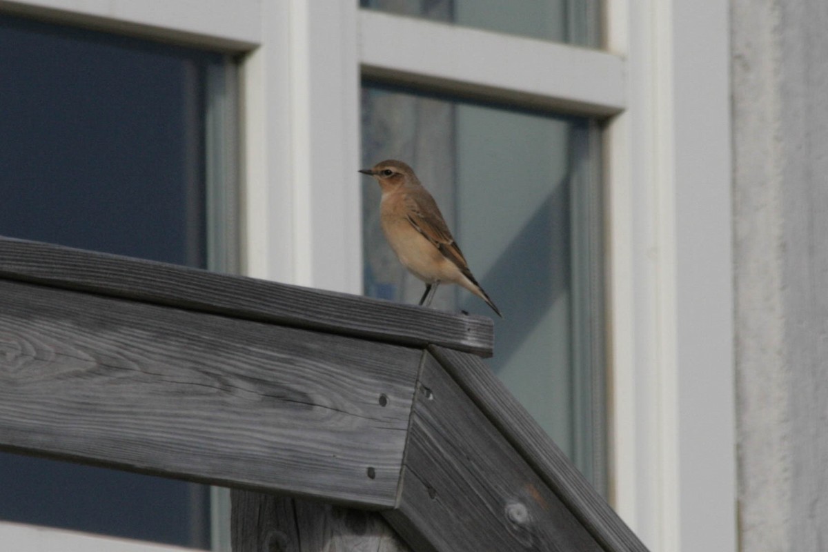 Northern Wheatear (Greenland) - ML633833024