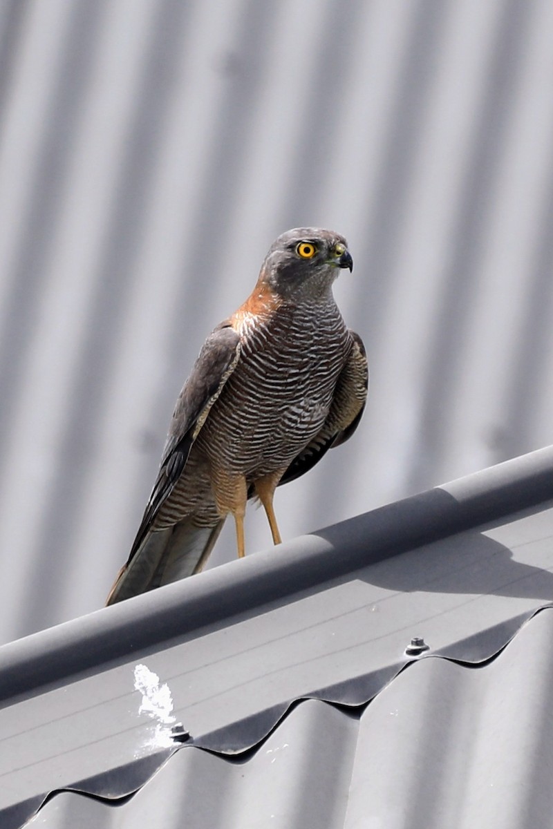 Collared Sparrowhawk - ML633833047
