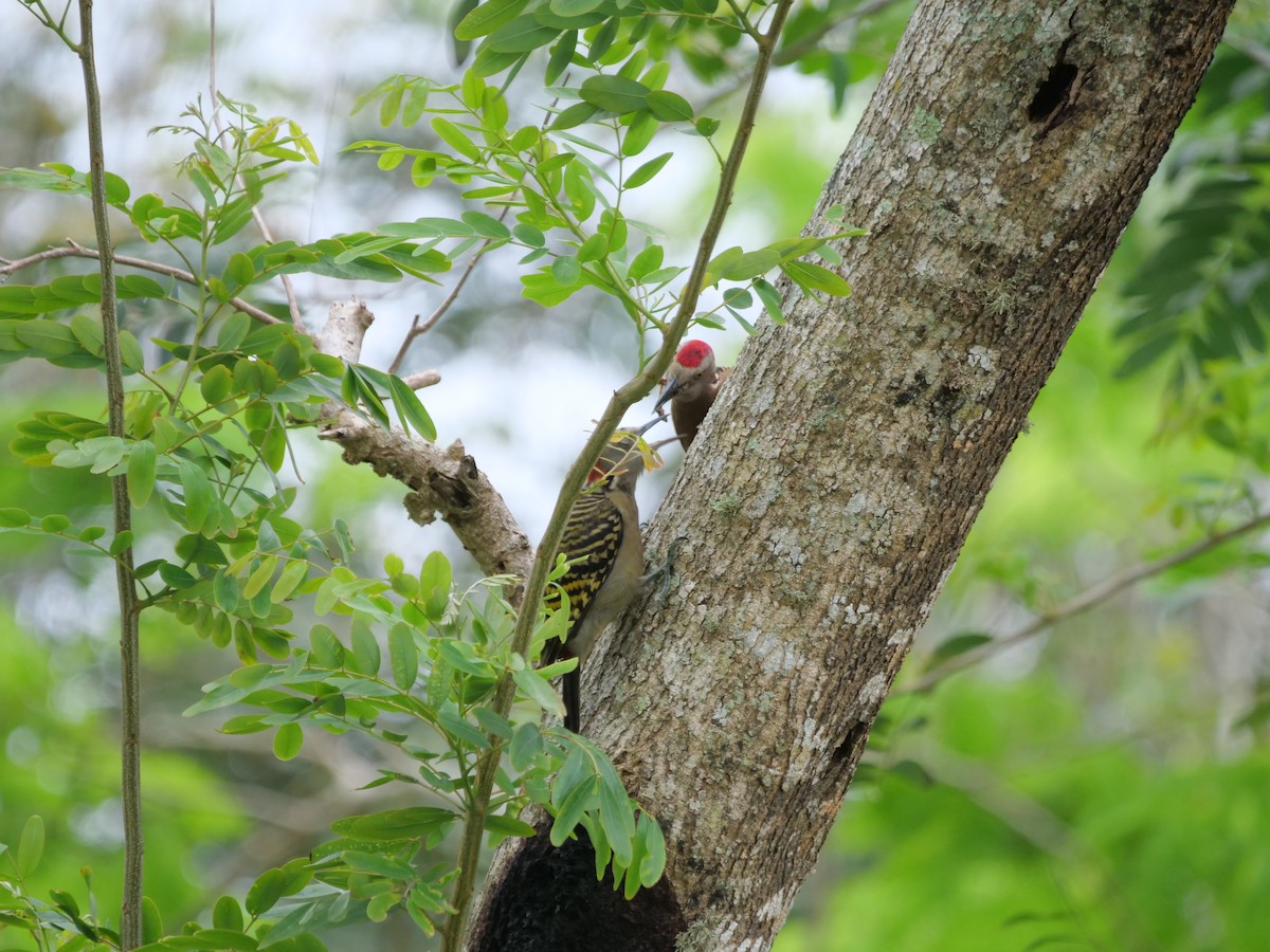 Hispaniolan Woodpecker - ML633833096