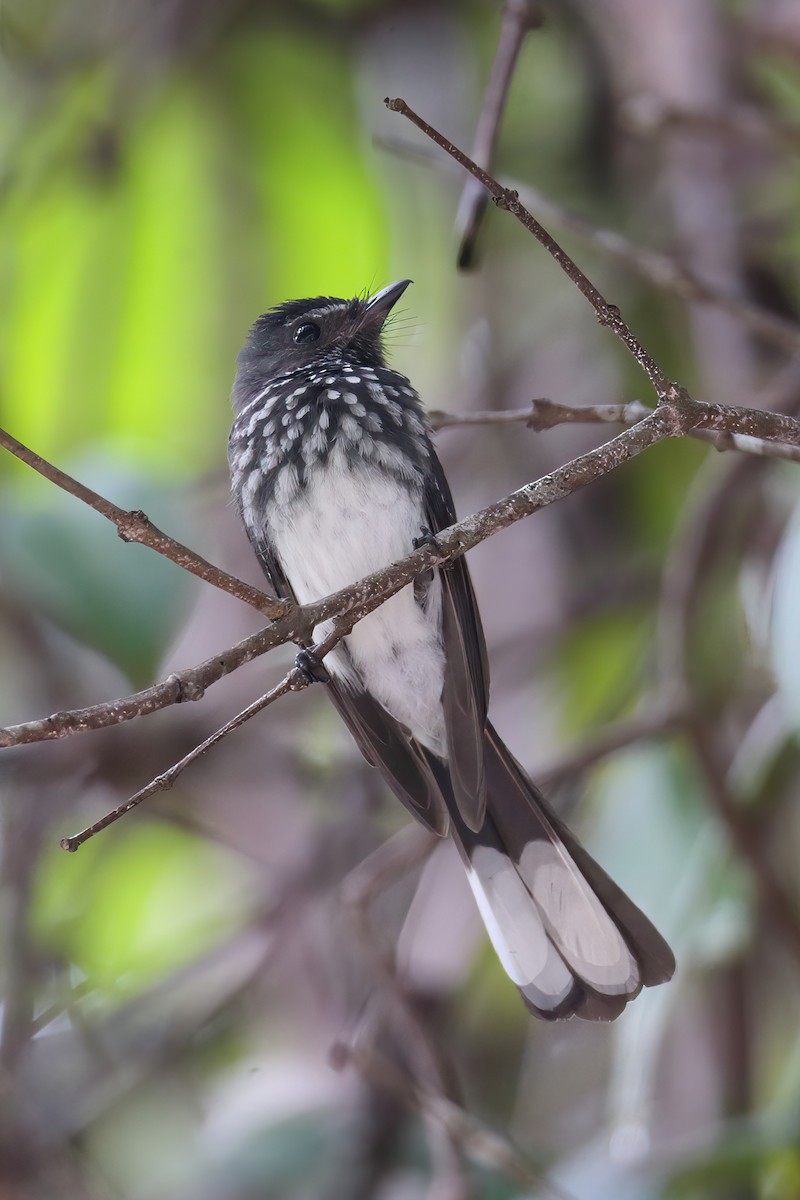 Spotted Fantail - ML633833127