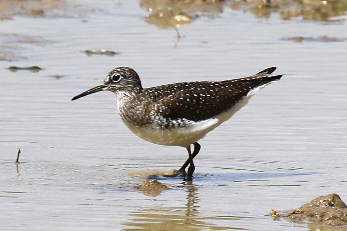 eremittsnipe - ML633833280