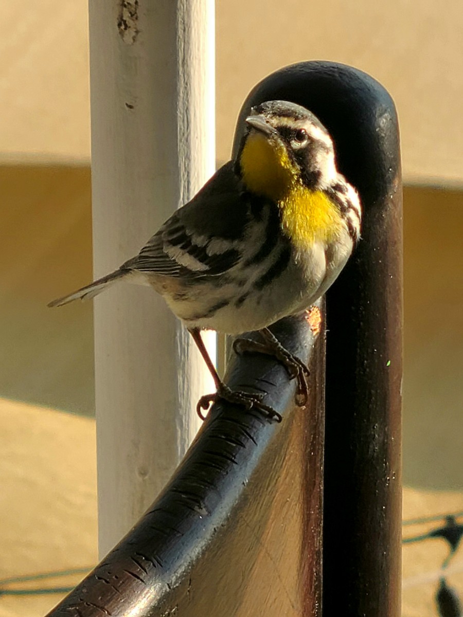 Yellow-throated Warbler - ML633833284