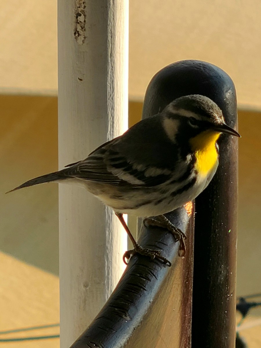 Yellow-throated Warbler - ML633833309