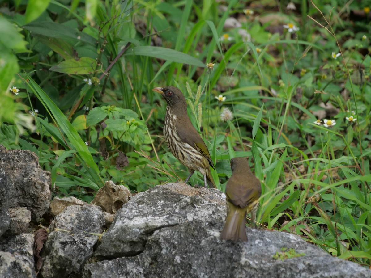 Palmchat - ML633833410