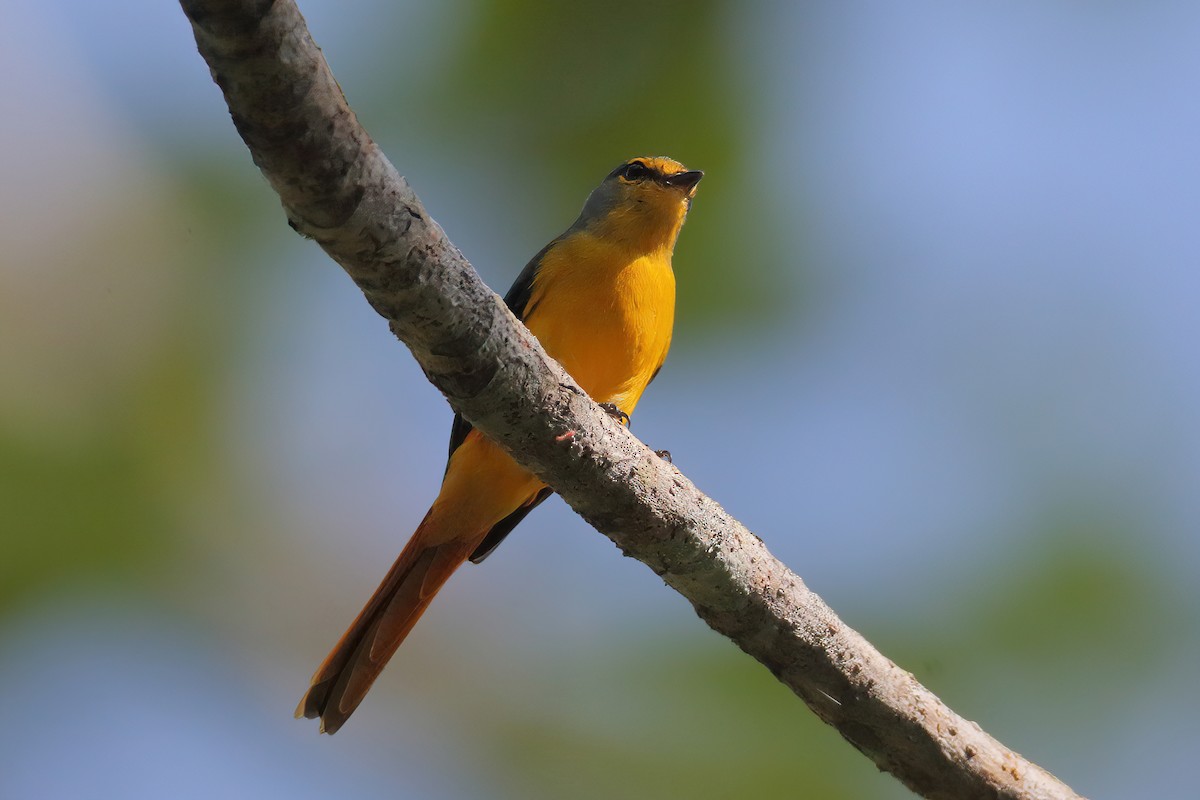 Fiery Minivet - ML633833418
