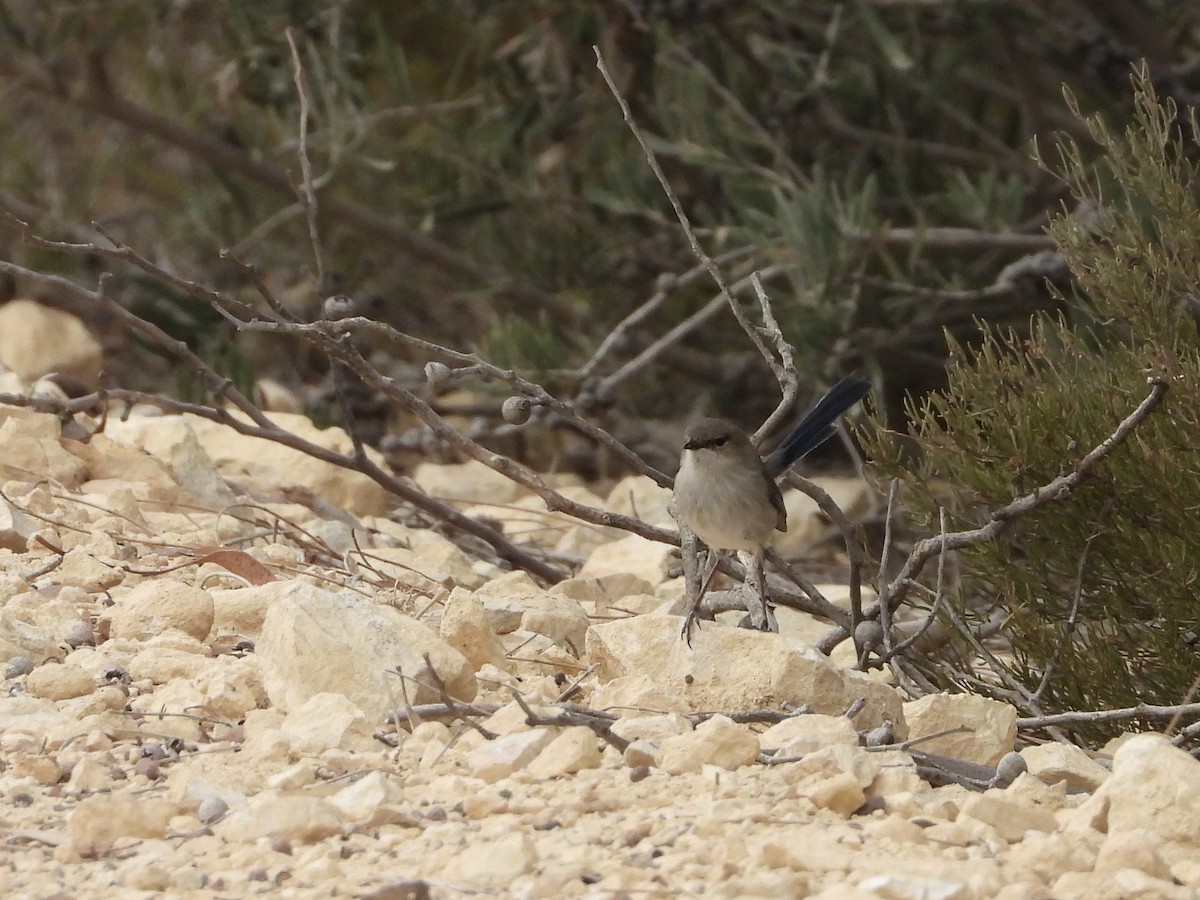 Mérion à gorge bleue - ML633833449