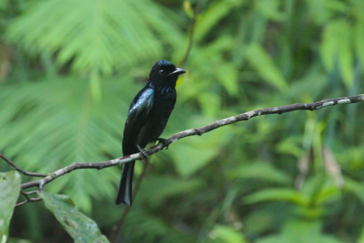 Short-tailed Drongo - ML633833554