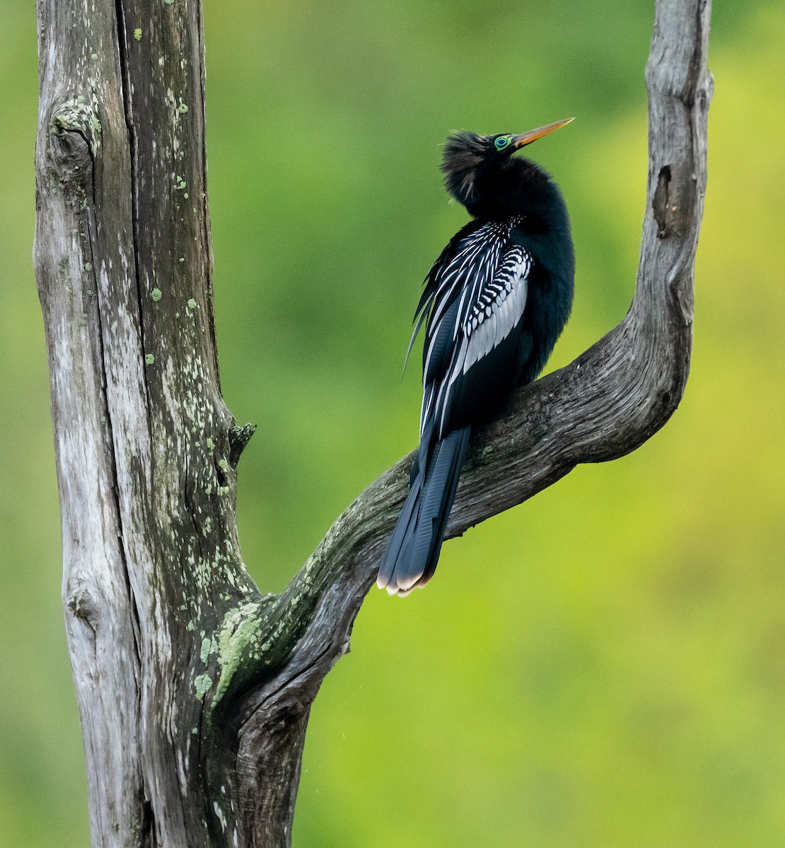 Anhinga - ML633833614