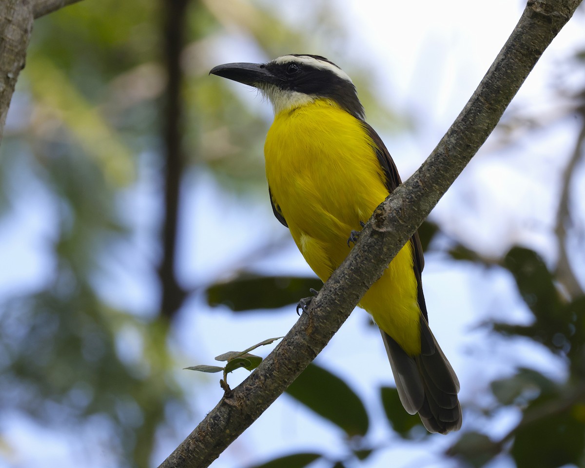 Boat-billed Flycatcher - ML633833627