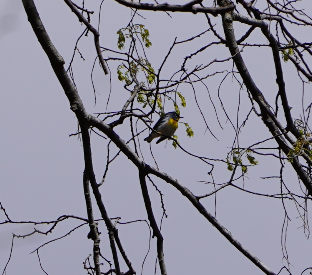 Northern Parula - ML633833681