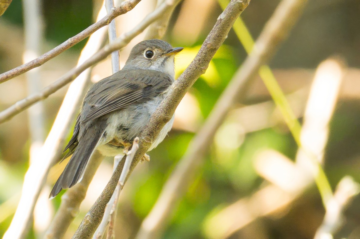 Cuban Solitaire - ML633833741