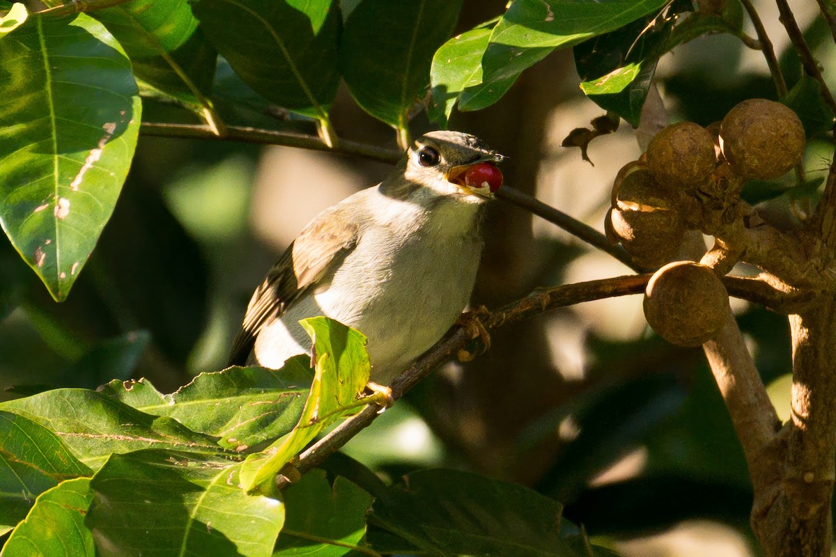 Cuban Solitaire - ML633833742