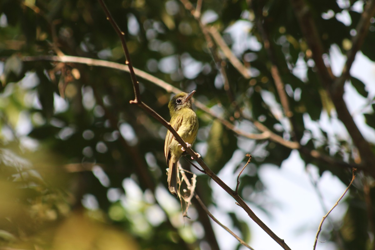 Eye-ringed Flatbill - ML633833805