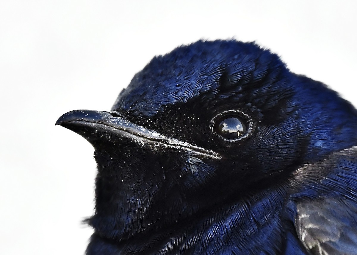 Purple Martin - ML633833873