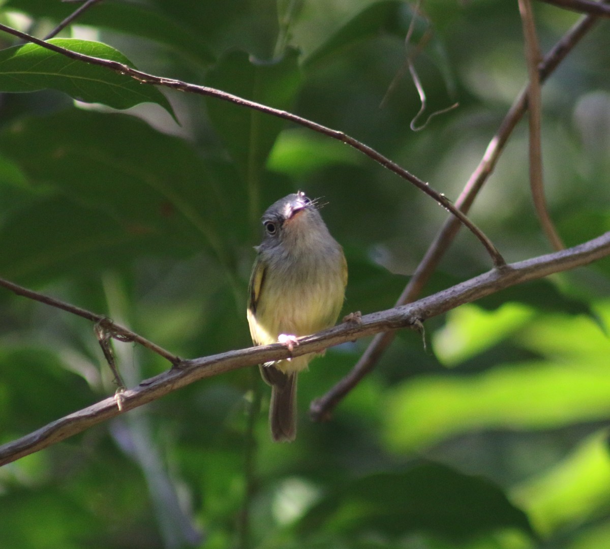 Northern Bentbill - ML633833981