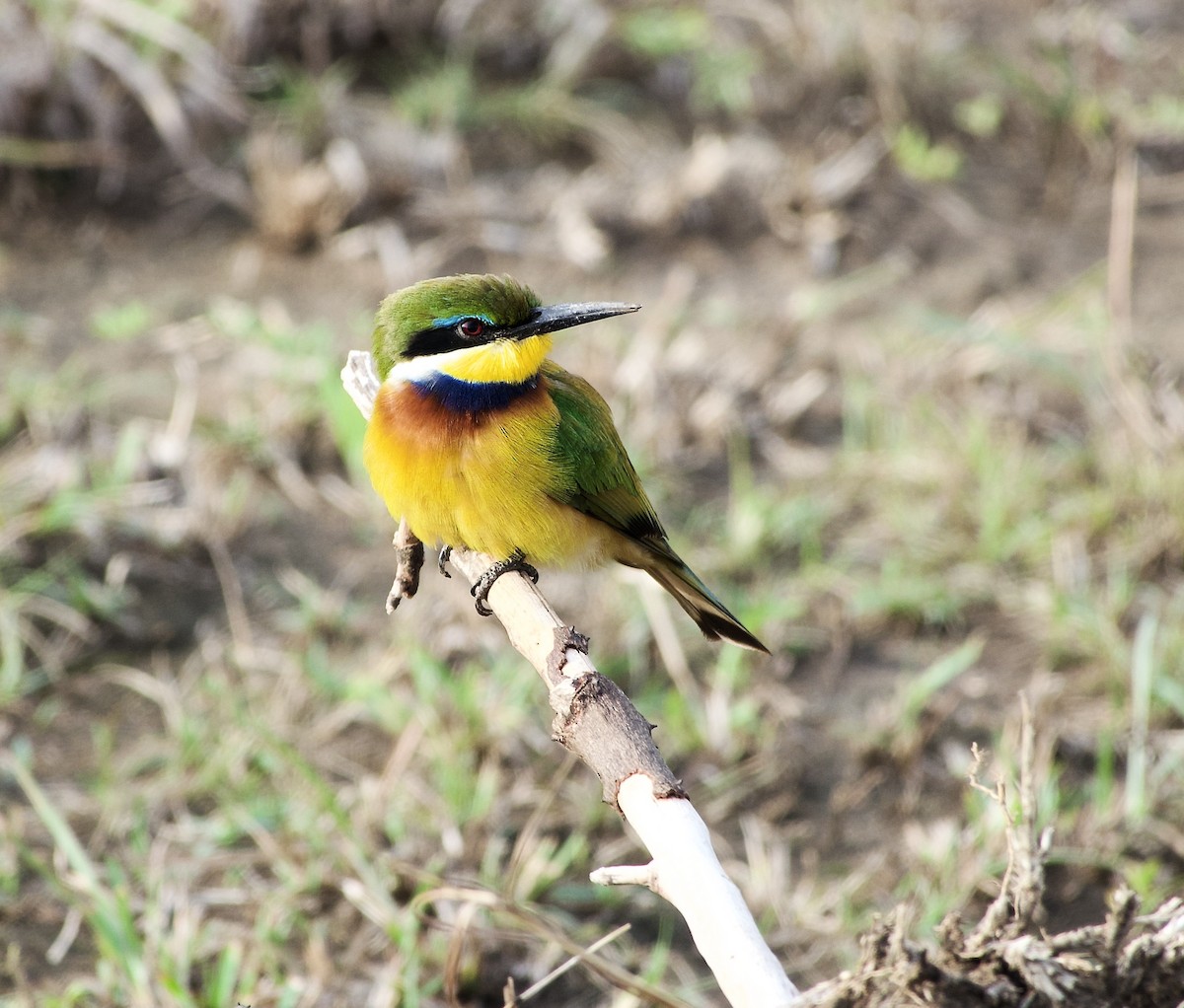 Blue-breasted Bee-eater - ML633834139